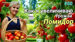 Секреты увеличения урожая помидор: Как я увеличиваю Урожай помидор @galabum