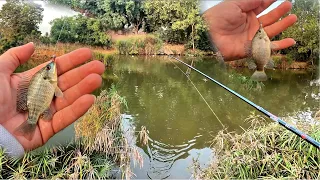 Extra Ultralight (XUL) tilapia fishing with the new rod in the lake 🎣 EN Subs BFS spinning fishing