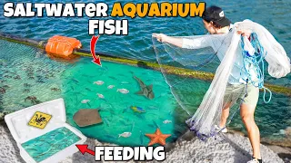 Netting SALTWATER FISH For My Exotic SHARKS, EELS and FISH Ponds!