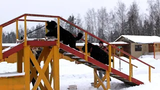 BRT IN COUPLE, SKILLED TRAINING * РЧТ В ПАРЕ, ИСКУСНАЯ ДРЕССИРОВКА