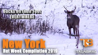 Deer Hunting - Rut Week 2019