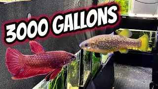 Massive Fish Room Tour - October 2020