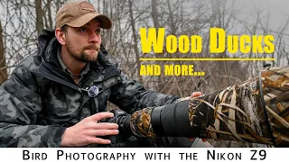 Bird Photography:  Photographing Wood Ducks and more with the Nikon Z9