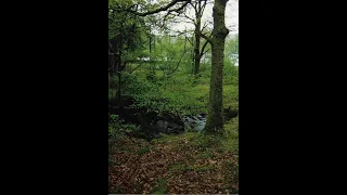 The Hidden Life of Trees