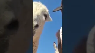 Most handsome Donkey in all the land 🧑‍🌾😳 #donkey #captured #handsome #pov #awkward #funny