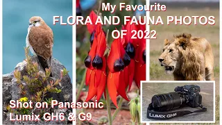 PANASONIC LUMIX GH6 & LUMIX G9: My favourite wildlife and wildflower photos of 2022.