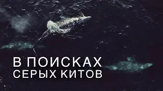 Невероятные СЕРЫЕ КИТЫ и суровое Охотское МОРЕ. Мониторинг Китов на Сахалине. Газпромнефть. NEW VLOG