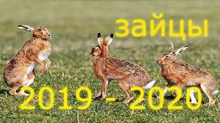 ОХОТА на ЗАЙЦА.  ЗАЙЦЫ  СЕЗОНА  2019 - 2020 года.  Hare Hunting.