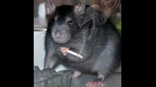 Sad Rat meme