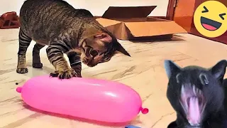 Try Not To Laugh Cats And Dogs Videos 😁 - Best Funniest Animals Video 2024