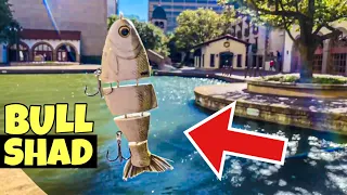 FISHING the MIKE BUCCA BULL SHAD SWIMBAIT in Urban Dallas Lakes!