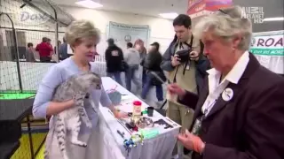 Все о породах котов c Animal Planet