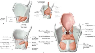 E1.2 | Laringe | Anatomía 2 | FMed UBA