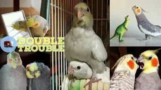 Cockatiels are the BEST | DOUBLE TROUBLE EDITION | Happy Cockatiels | Cockatiel Funny Videos |