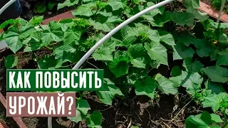 Урожай увеличится в разы!!! Полная инструкция по подкормке огурцов / Садовый гид
