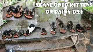 Poor kittens stolen from their mother and abandoned on an island on a rainy day.