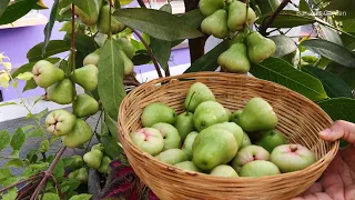 Water Apple/Java Apple Plant | How to Grow in Container and Take Care | Get lot of Fruits