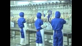 Poultry processing line working