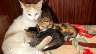 Cat with his new born kittens😍🎉