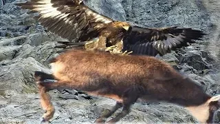 Eagles attack mountain Goat !!! Let's watch the Eagles use their skills to catch the mountain Goat