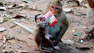 Adorable new baby monkey while drinking milk with mom