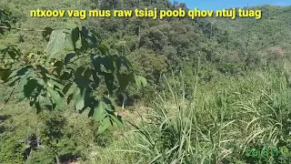 Ntxoov vag mus raw tsiaj poob qhov ntuj tuag 11/29/2019