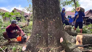 Complicated & Full of Risks... Cutting a tree in the middle of a settlement, Stihl ms 881.