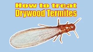 How to Treat a Drywood Termite Infestation Yourself. A MUST see if you have Drywood termites.