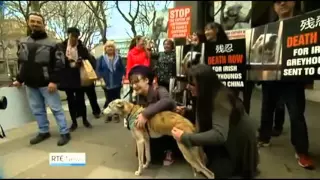 Reputational damage for Ireland if export of greyhounds to China continues