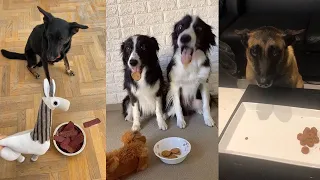Dogs Reacting to Food being Poisoned and  More Cute Compilations | Fluff Planet