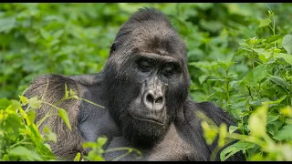 Get to Know the Endangered Grauer's Gorilla • Daily Dose of Nature