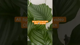 🛑 Stop Struggling with Calathea Orbifolia! #shorts