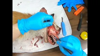 Taxidermy: Skinning A Red Fox