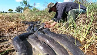 amazing fishing! a fisherman catch catfish in little water at field, catch by hand when dry season