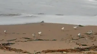 Os maçaricos-das-rochas, aves limícolas...