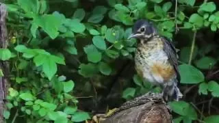 Robin Rescue: A Documentary (Part Two)  -  by Mike Franzman