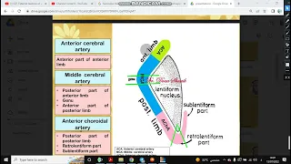 Q 10  [Blood supply of the internal capsule]