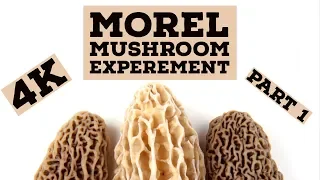 Morel Mushroom Growing Experiment - Part 1 - Growing Morels Indoors
