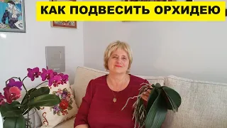 КАК ПОДВЕСИТЬ ОРХИДЕЮ ФАЛЕНОПСИС..ТРЕБУЕТСЯ ВАШ СОВЕТ