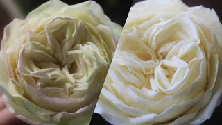 O'Hara Heritage Rose Gumpaste Sugar Edible Flower Tutorial Cake Decorating #sugarrosetutorial #howto