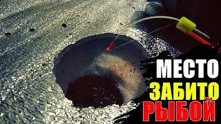 Это СУПЕР РЫБАЛКА |  Кивки ГНЁТ, ЛЕСКА гудит |  Рыбой забито ВСЁ, Часть 2