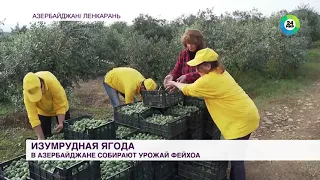 Изумрудная ягода: в Азербайджане собирают урожай фейхоа