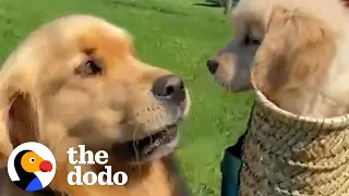 Golden Retriever Isn't Into The New Puppy Until... | The Dodo