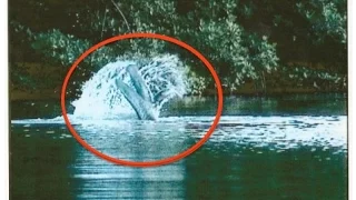 TRIDENT TAIL LAKE MONSTER, FLORIDA | Footage Reviewed