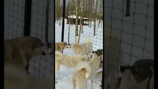 Западносибирская Лайка VS Якутский Волк 🐺