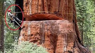 Dangerous Felling 500-year-old Tree Huge Chainsaw Machines, Fastest Cutting Down Big Tree Working