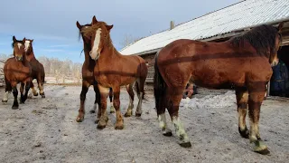 Жеребцы тяжеловозы 2,5 года. проданы