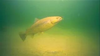 3 PB's in 15 Minutes! (Insane Underwater Trout Footage)