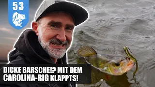 COOLE Sache: Mit dem CAROLINA-Rig auf BARSCH.