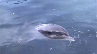 Playing Guitar for Dolphins